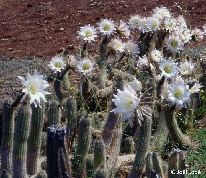 Trichocereus spachianus ©JL